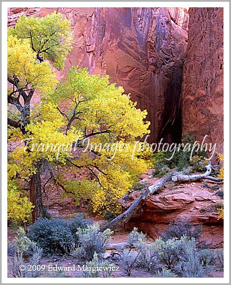 450617   Entrance to Red Canyon a vertical view